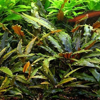 CRYPTOCORYNE WENDTII BROWN PER ROOT | Lazada Philippines