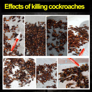 Ubat lipas paling berkesan Newly developed formula of cockroach bait Kill with an Infectivity 10 Times Cockroaches Kill cockroaches and their eggs together Cockroach Killer 蟑螂药 蟑螂克星 Mortality rate 100% Racun lipas cockroaches trap lipas killer cockroaches