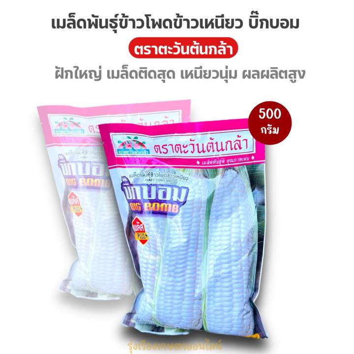 เมล็ดพันธุ์ข้าวโพดข้าวเหนียว บิ๊กบอม ตราตะวันต้นกล้า ผลผลิตสูง