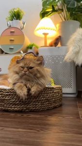 HUGeARNS - Tempat Tidur Kucing Donat & Kasur Kucing Bulat Lembut