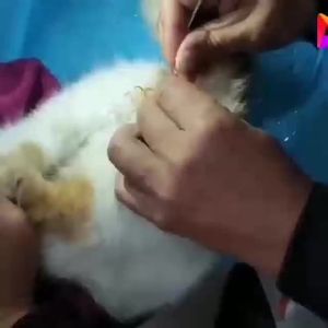 2025 สายสวนปัสสาวะสำหรับแมว สัตว์เลี้ยง แบบลูเออร์ล็อค ปิดท้าย บรรเทาการอุดตันของท่อปัสสาวะ การรักษา FLUTD การเก็บรักษา ปลดล็อค แบบใช้แล้วทิ้ง