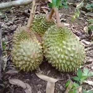 Bibit Durian Montong Thailand