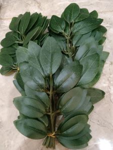 1 Bó Lá Lợp Lồng Chim Mẫu Siêu Bền / Không Bong Keo