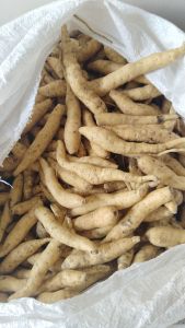 1kg Ubi madu cilembu asli ukuran Kecil