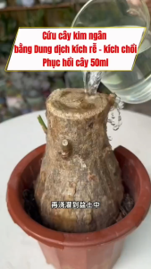 Dung Dịch Phân Bón Kích Mầm 50ml - Kích Rễ Bật Chồi Phục Hồi Nhanh Cho Cây Cảnh Bonsai Sen Đá Hoa Lan
