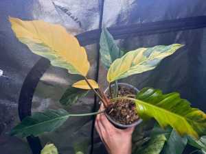 Philodendron Caramel Marble Variegated โทนด่างเหลือง ด่างแล้วไม่ต้องลุ้น อนุบาลจนแข็งแรงมากกว่า 3 เดือน