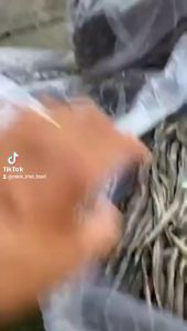 Khô Cá Lạc Cây Nguyên Con Vị Vừa Ăn Không Mặn Chiên Giòn Ngay -VỰA KHÔ PHI YẾN