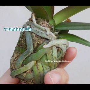 ‼️ซื้อ 4 ต้นแถม 1 ต้น ‼️ ฟาแลนนอปซิส ไม้ขนาด 3 นิ้ว ไม่แทงช่อ รากแน่น ลุ้นสีเองค่ะ ต้นแข็งแรง สมบูรณ์ทุกต้น #โพส 1