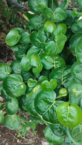 Daun Mangkokan Organik Segar / Daun Mangkok Herbal Serbaguna