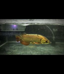 Premium golden arowana 13inci