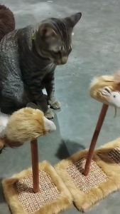 Deemar ของเล่นแมว ลับเล็บสําหรับแมว WPS106