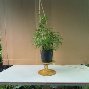 Cây Hoa Đăng Tiêu - Cây Cảnh Trồng Sân Vườn