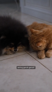 IKSYA BIRD SHOP Kututox S 60 Gr - Anti Kutu Serbuk Semprot Hewan Anjing Kucing Kelinci TRIPLE M