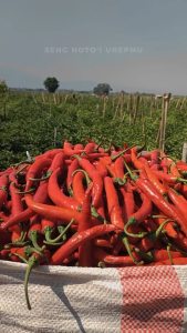 Benih Cabe Besar LENOVA F1 Kemasan 10 gr Produk Unggulan Jawara Kemasan Asli Pabrik