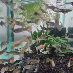 Assorted female guppy female guppy fish aquarium fish freshwater guppy peaceful community fish aquascape fish guppy breeding group | TAG Ecohill
