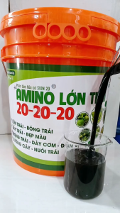 AMINO LỚN TRÁI  (Xô 18 lít) - LỚN TRÁI BÓNG TRÁI-ĐẸP MÀU -DÀY CƠM - DƯỠNG CÂY