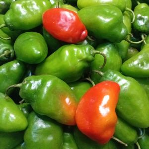 JUAL CABE GENDOT BANDUNG ISI 1 KG