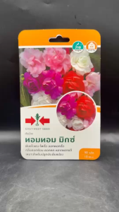 ผักซอง ศรแดง เทียนไทย ทอมทอม มิกซ์ จำนวน 50 เมล็ด/ซอง หมดอายุ 10/07/2568 ต้นแข็งแรง โตเร็ว ออกดอกเร็ว กลีบดอกซ้อน ดอกดก หลากหลายสี ระยะเวลาการปลูก 50 วัน npkplant