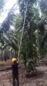 Palm Oil Harvesting Pole Lock/Penyambung Panjang Galah Kelapa Sawit Boleh Laras/棕油桿長度伸缩連接器"