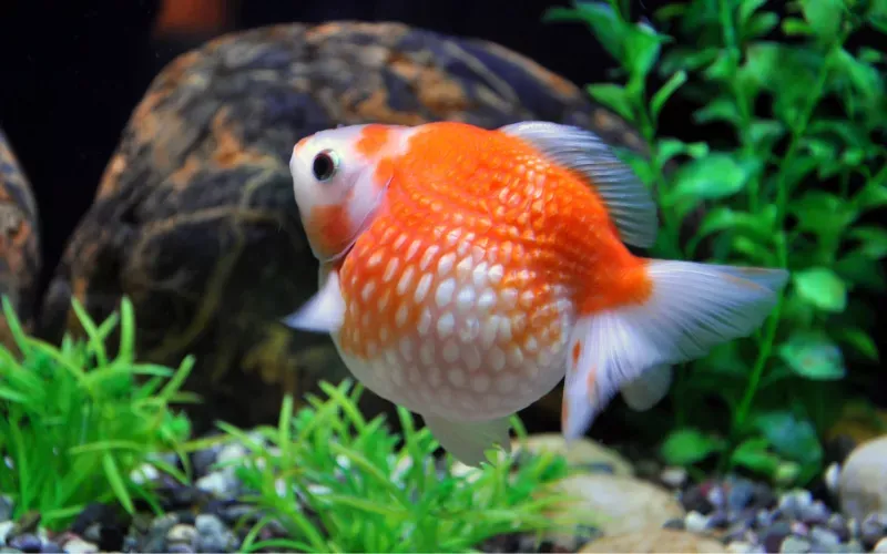 Balloon Pearlscale Goldfish 6cm+- Freshwater FISH (NO 6Cm
