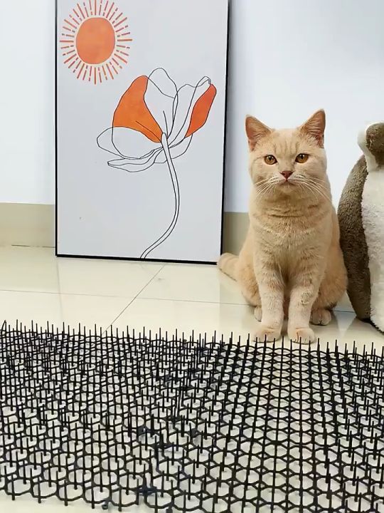(Ready Stock)Animal Repel Mat Spike Scat Anti Climb Fence Wall Cat Dog
