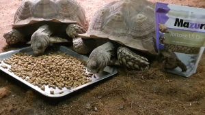 Thức Ăn Rùa Cạn Mazuri 5E5L 1Kg  FREE SHIP  Rùa Cạn Mazuri 5E5L CHÍNH HÃNG Dành Cho Rùa Cạn Bò Sát