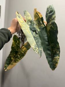 Philodendron Billietiae Variegatedหลากหลายสีข้อตัดสดชำส่งในถ้วยอบอย่างดี