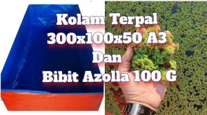 Paket Azolla Microphylla 100 G + Kolam Terpal 300x100x50 (Cm) A3 Korea Murah dan Sudah berbentuk Kotak Warna Biru Orange bisa Bolak Balik