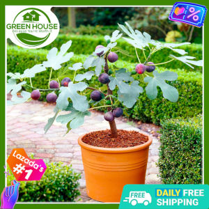 Green House® - Bonsai Fig Igos Tree Seeds for Planting Fruit Plants (20 Seed) incl. Planting Instruction Hybrid F1