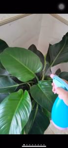 Botol Spray Semprot 500ml / Sprayer Semprotan Burung Tanaman Hewan Kaca / Bottle Trigger Candy Color Serbaguna