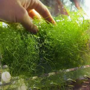 Chaeto (Marine Saltwater MacroAlgae)