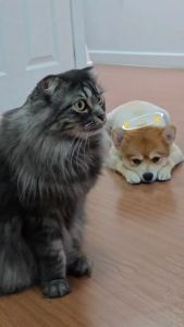 Petousia Charcoal Pellets แท่งชาร์โคลดับกลิ่นทรายแมว กำจัดกลิ่นไม่พึงประสงค์ ดูดซับความชื้น โดย petousia