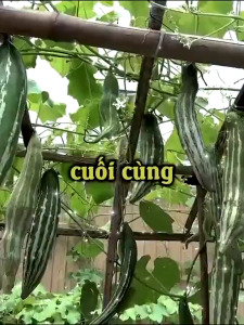 Hạt Giống Lặc Lè F1 Dễ Trồng Nảy Mầm Mạnh – Trái Sai Ăn Ngon Tươi Mát Thích Hợp Mọi Vườn Nhà