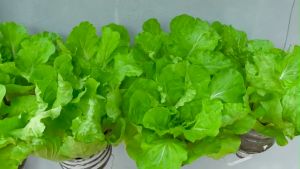 High-Quality Lettuce Seeds: A Guide to Multiple Varieties