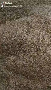 Mặt nạ hạt ngũ hoa hạt(đình lịch) thải độc chăm sóc mụn làm sạch sâu nhờn