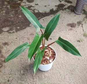 Philodendron Mexicanum / Tanaman Philo Mexicanum