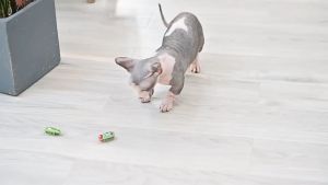 Đồ chơi cho mèo con Gián chạy bằng pin (mẫu mới) - Hara Pet Store