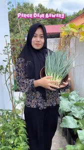 Benih Bibit Daun Bawang BLAZE F1 800 butir Cap Panah Merah Bawang Pre batang
