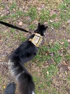 Tactical Cat Harness For Walking Escape Proof Adjustable Pet Vest Harness Soft Mesh With Control Handle For Large Cat Small Dog