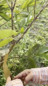 ถุงห่อฝรั่ง คาร์บอนขนาด ถุงห่อผลไม้ 20*30 ซม 100 ใบ ถุงห่อมะม่วงชุนฟงแพค 2 ชั้น กันน้ำ กันแมลงและนก แข็งแรงทนทาน