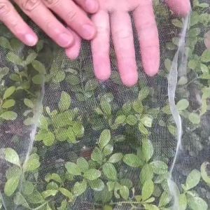 3.5m 80 Mesh Vegetable Protection Net Fruit Net White Gardening Netting Cover Plant Covers Firlarinsect Netting for Garden防虫网大棚网