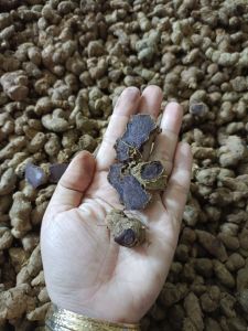 500g GỪNG ĐEN( NGẢI ĐENNGẢI TÍM) ĐÀO Ở RỪNG già đanh nhưng bị gãy vụn do đào. 100% tươi mới tím đậm làm giống hay sử dụng đều được