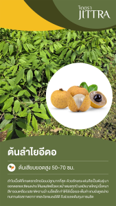 จิตตรา ต้นพันธุ์ลำไยอีดอ เสียบยอดสูง 50-70 ซม. โตไวให้ผลเร็ว พร้อมส่ง เคลมฟรี ต้นพันธุ์ผลไม้ ต้นเตี้ย ผลดก