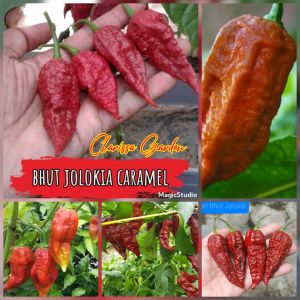 5 BUTIR BIJI/BENIH CABE SUPER PEDAS CARAMEL BHUT JOLOKIA
