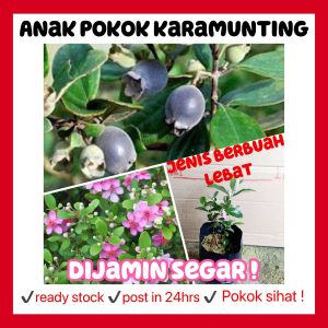 rina • anak pokok karamunting • kemunting keremunting rhodomyrtus Tomentosa rose myrtle outdoor plant live pokok hidup