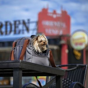 Pet Dog Carrier Bag Small Travel Bag for Cat Carrier Sling Bag Dog Hand Carry with Pocket Luxury Pet Carrier Tote Bag 宠物外出包