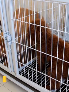 กรงแมว สุนัข กรงแมวขนาดใหญ่ กรงสัตว์เลี้ยง กรงผสมพันธุ์ กรงสัตว์เลี้ยง หลายชั้น พื้นที่ว่างขนาดใหญ่