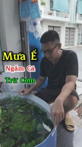 Trầu Bà 1 Thân Cây Thủy Sinh - Đẹp Dễ Sống cho hồ thuỷ sinh