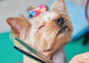 สติ๊กเกอร์ตกแต่ง ร้านบริการอาบน้ำ ตัดแต่งขน สัตว์เลี้ยง หมา แมว (PET Grooming PET-GR-021-035) คัดสรรมาเฉพาะภาพสวยๆ มีกาวในตัว ติดได้ทั้งกระจก ปูน และวัสดุอีกหลายชนิด