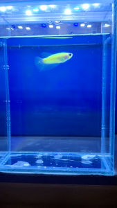 Betta Neon Goblin
